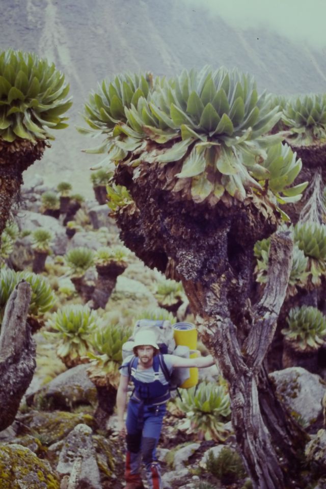 Steve load carrying to American Camp on the second day. Picking a way through the giant lobelias.